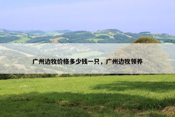 广州边牧价格多少钱一只，广州边牧领养