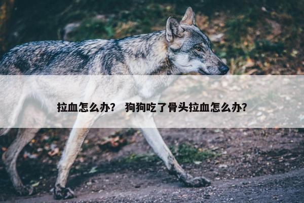 拉血怎么办？ 狗狗吃了骨头拉血怎么办？