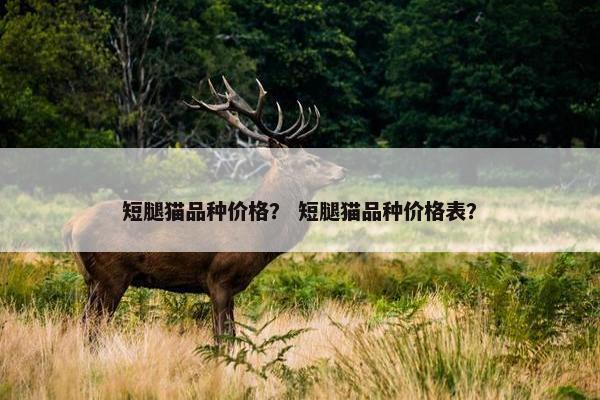 短腿猫品种价格？ 短腿猫品种价格表？