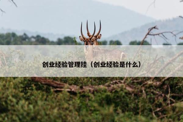 创业经验管理挂（创业经验是什么）