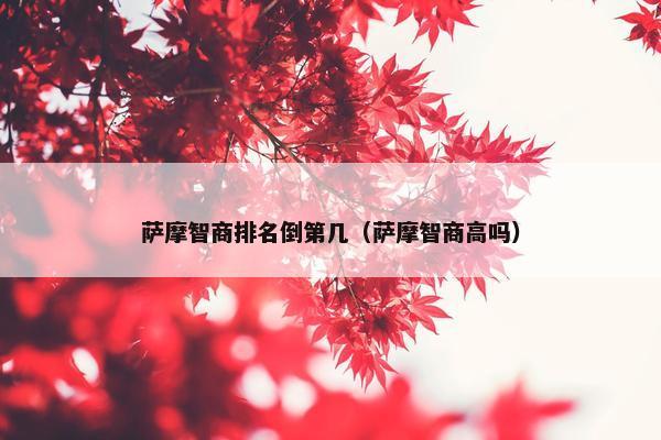 萨摩智商排名倒第几（萨摩智商高吗）