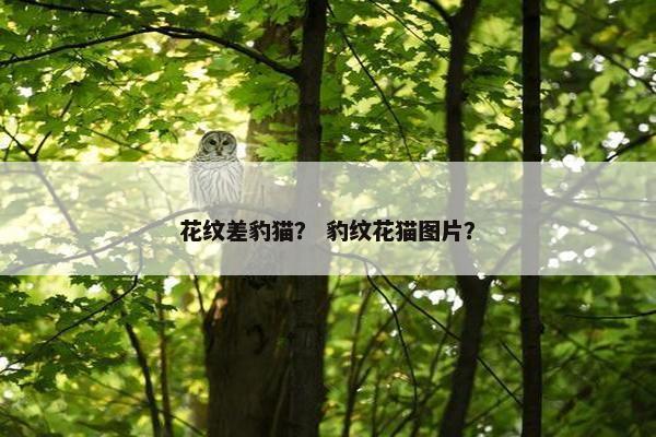 花纹差豹猫？ 豹纹花猫图片？