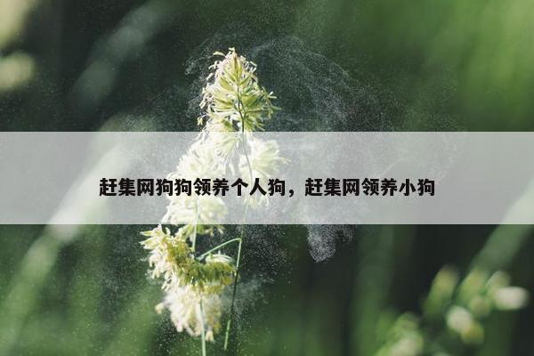 赶集网狗狗领养个人狗，赶集网领养小狗