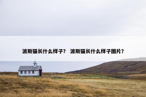 波斯猫长什么样子？ 波斯猫长什么样子图片？