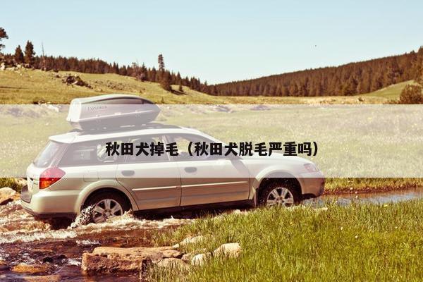 秋田犬掉毛（秋田犬脱毛严重吗）