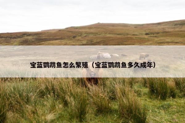 宝蓝鹦鹉鱼怎么繁殖（宝蓝鹦鹉鱼多久成年）