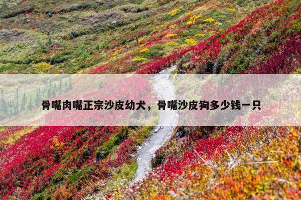 骨嘴肉嘴正宗沙皮幼犬，骨嘴沙皮狗多少钱一只