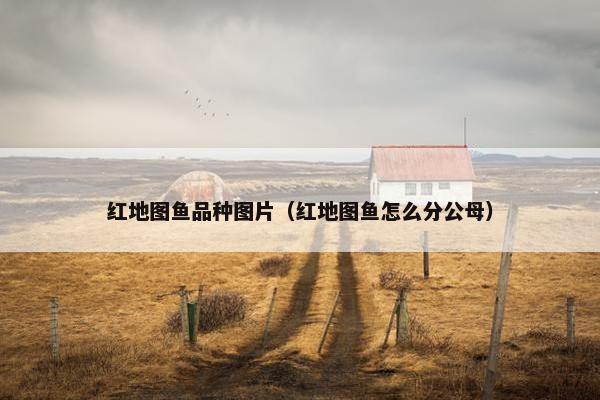 红地图鱼品种图片（红地图鱼怎么分公母）
