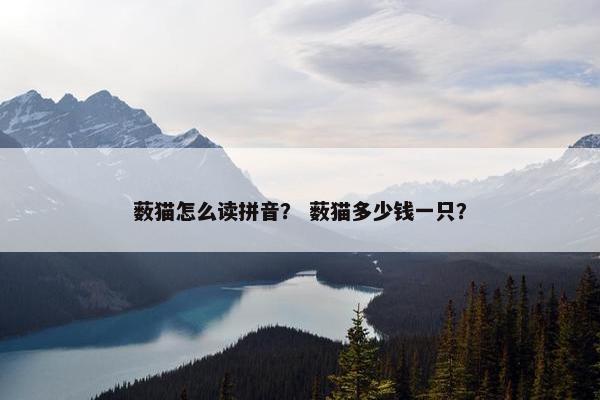 薮猫怎么读拼音？ 薮猫多少钱一只？