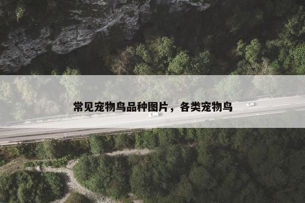 常见宠物鸟品种图片，各类宠物鸟