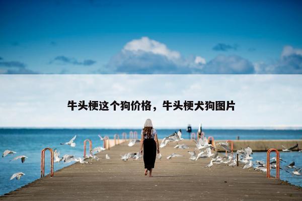 牛头梗这个狗价格，牛头梗犬狗图片
