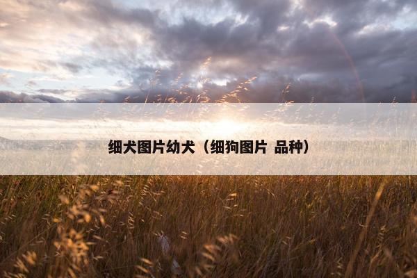 细犬图片幼犬（细狗图片 品种）