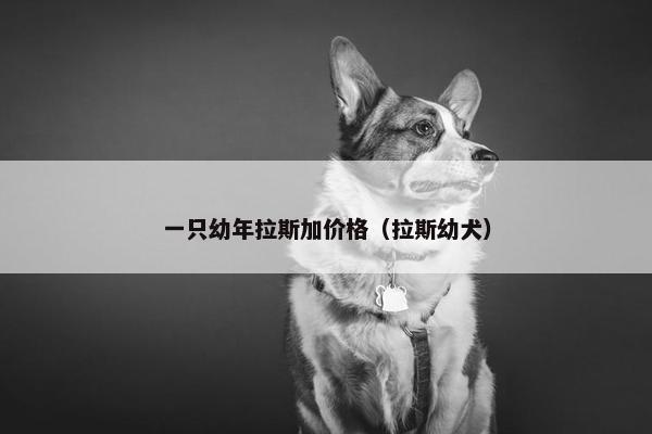 一只幼年拉斯加价格（拉斯幼犬）