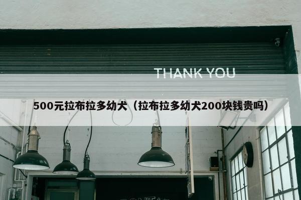 500元拉布拉多幼犬（拉布拉多幼犬200块钱贵吗）