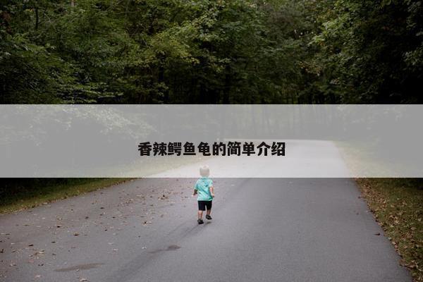 香辣鳄鱼龟的简单介绍