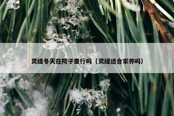 灵缇冬天在院子里行吗（灵缇适合家养吗）