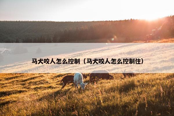 马犬咬人怎么控制（马犬咬人怎么控制住）