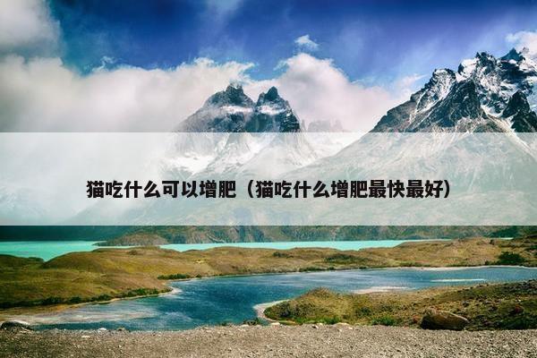猫吃什么可以增肥（猫吃什么增肥最快最好）