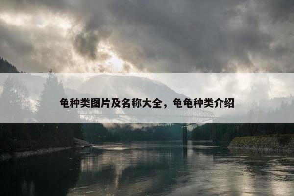 龟种类图片及名称大全，龟龟种类介绍