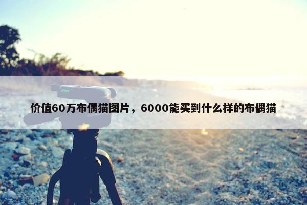 价值60万布偶猫图片，6000能买到什么样的布偶猫