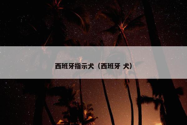 西班牙指示犬（西班牙 犬）