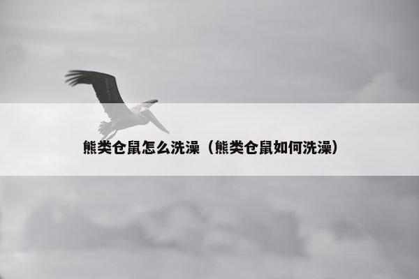 熊类仓鼠怎么洗澡（熊类仓鼠如何洗澡）