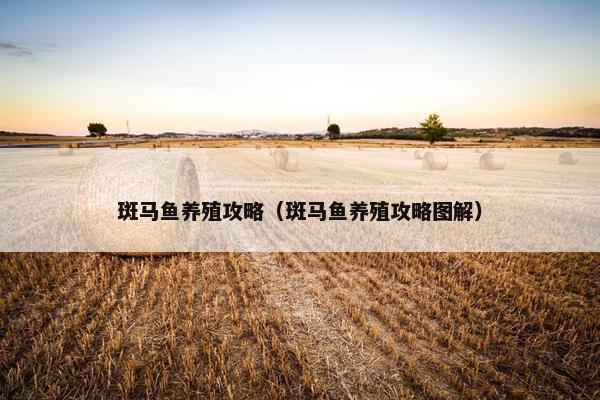 斑马鱼养殖攻略（斑马鱼养殖攻略图解）