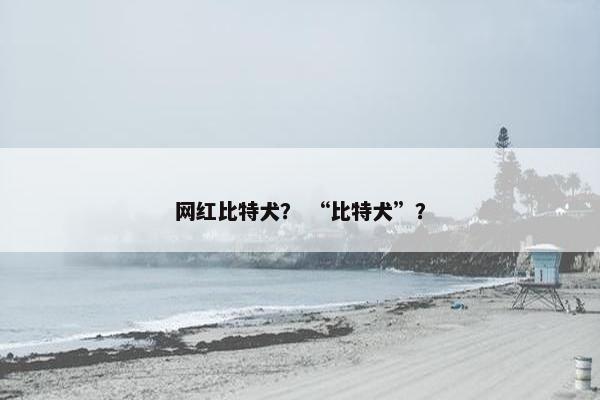 网红比特犬？ “比特犬”？