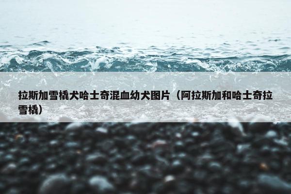 拉斯加雪橇犬哈士奇混血幼犬图片（阿拉斯加和哈士奇拉雪橇）