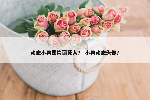 动态小狗图片萌死人？ 小狗动态头像？