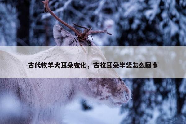 古代牧羊犬耳朵变化，古牧耳朵半竖怎么回事