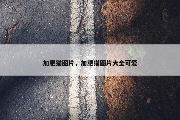 加肥猫图片，加肥猫图片大全可爱