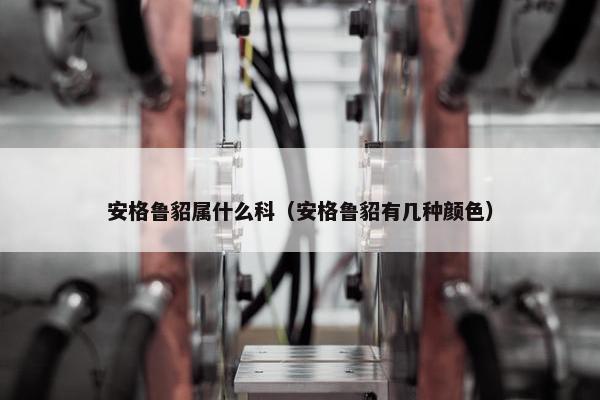 安格鲁貂属什么科（安格鲁貂有几种颜色）