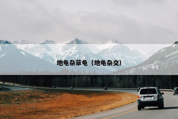 地龟杂草龟（地龟杂交）