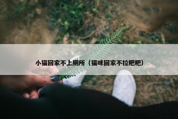 小猫回家不上厕所（猫咪回家不拉粑粑）