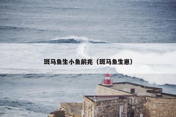 斑马鱼生小鱼前兆（斑马鱼生崽）