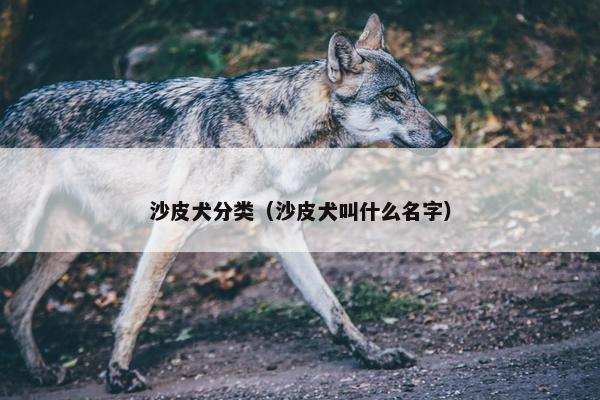 沙皮犬分类（沙皮犬叫什么名字）