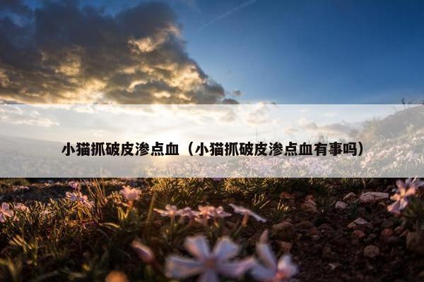 小猫抓破皮渗点血（小猫抓破皮渗点血有事吗）