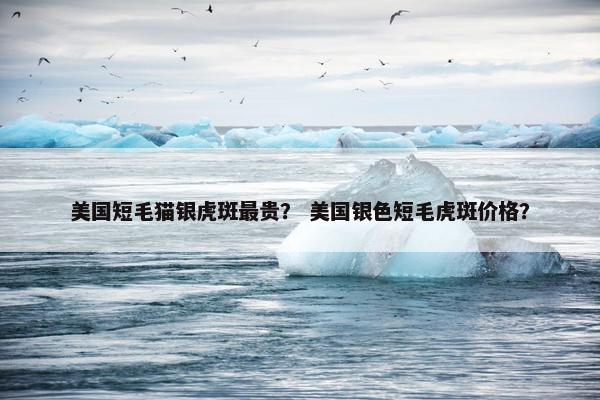 美国短毛猫银虎斑最贵？ 美国银色短毛虎斑价格？