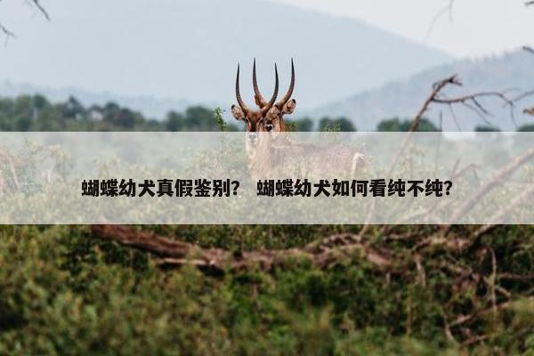 蝴蝶幼犬真假鉴别？ 蝴蝶幼犬如何看纯不纯？