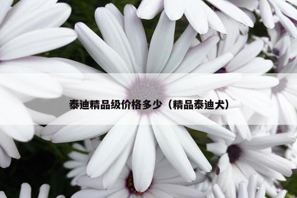 泰迪精品级价格多少（精品泰迪犬）