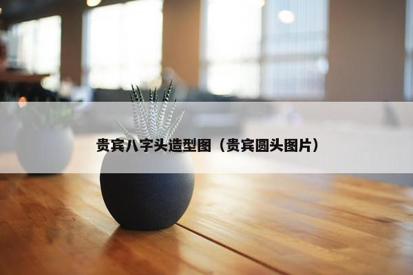 贵宾八字头造型图（贵宾圆头图片）
