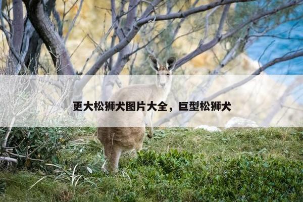 更大松狮犬图片大全，巨型松狮犬