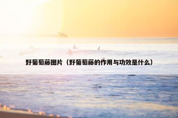 野葡萄藤图片（野葡萄藤的作用与功效是什么）