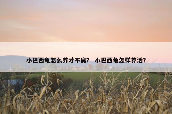 小巴西龟怎么养才不臭？ 小巴西龟怎样养活？