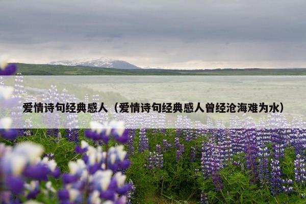 爱情诗句经典感人（爱情诗句经典感人曾经沧海难为水）