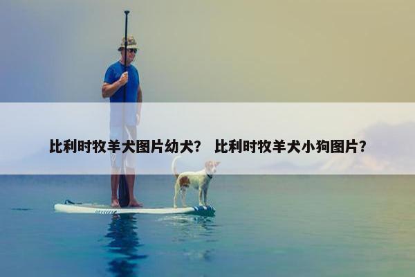 比利时牧羊犬图片幼犬？ 比利时牧羊犬小狗图片？