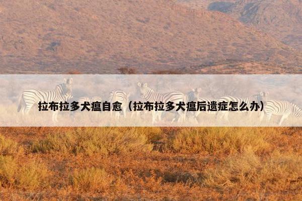 拉布拉多犬瘟自愈（拉布拉多犬瘟后遗症怎么办）