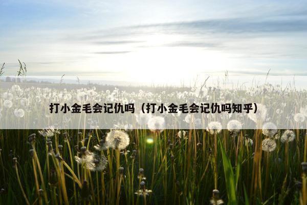 打小金毛会记仇吗（打小金毛会记仇吗知乎）