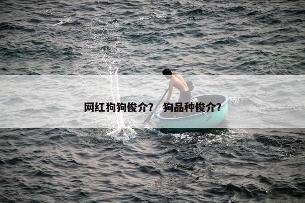 网红狗狗俊介？ 狗品种俊介？